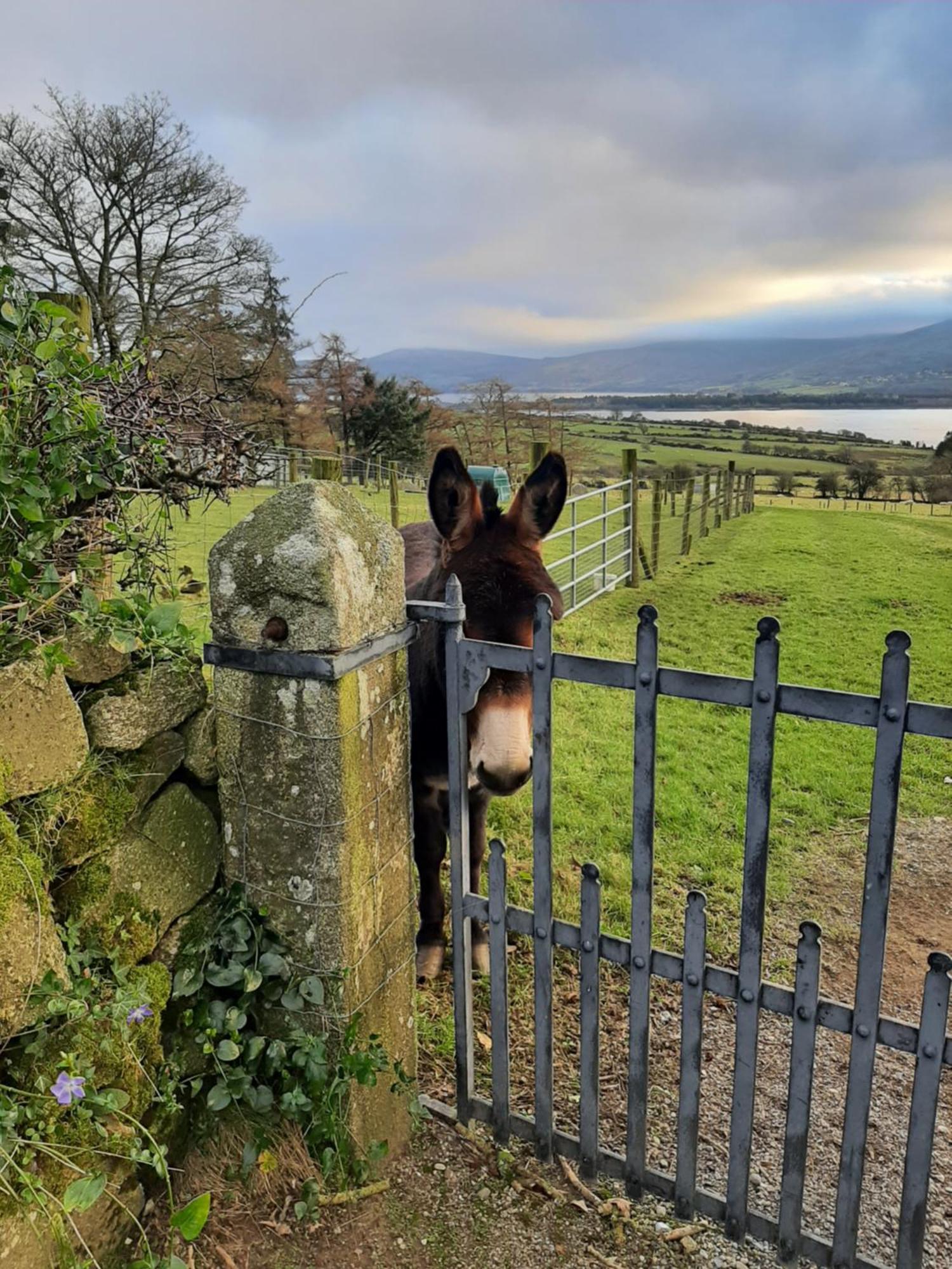 Abhainn Ri Farmhouse Blessington Exterior photo